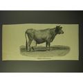 1887 Illustration of Jersey Cow Eurotas