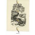Great Kangaroo, Book Illustration (Print), 1884