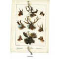 Deer Family, 9 Species, Book Illustration (Prin...