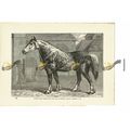 English Dray Horse (Barclay, Perkins Stud), Boo...