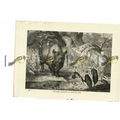 Rhinoceros & Rhinoceros Birds, Book Illustratio...