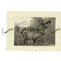 Axis Deer, Book Illustration (Print), 1884
