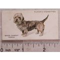 1931 John Player & Sons Dogs No. 42 Dandy Dinmo...