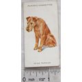 1931 John Player & Sons Dogs No. 45 Irish Terrier