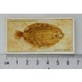 1935 Players Sea Fishes No. 47 Lemon Sole