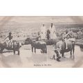 Buffalos In The Nile Egyptian Antique Postcard