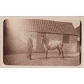 Race Racing Horse Training At Stable Farm Stabl...