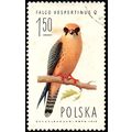 Poland 1975 Bird 1.50z Used Stamp Falcons