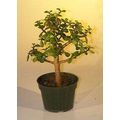 Pre Bonsai Baby Jade Bonsai Tree - Medium(Portu...