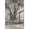 Banyan Tree, Peradeniya Gardens, Kandy, Ceylon,...