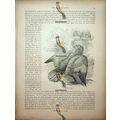 Amazon Parrot, Natural History Book Illustratio...