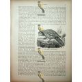 Owl Parrot, Natural History Book Illustration, ...