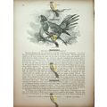 Rosella, Natural History Book Illustration, 1896