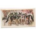 1976 Brooke Bond Tea card Wonders of Wildlife N...
