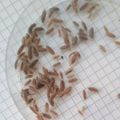 200 SMALL Tropical Grey woodlice Isopods live f...