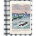 (7891) Finback Whale / Humpback Whale - 1940 Bo...
