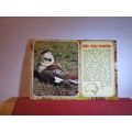 AUSTRALIAN LAUGHING KOOKABURRA birds, AUSTRALIA...