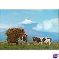 Portugal Postcard 1987 Ilha Do Pico - Azores