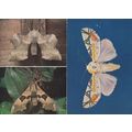 Poplar Hawk Moth Lime Tropical Moths 2x Museum ...