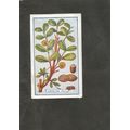 Cigarette Card Gallaher Plants of Commercial Va...