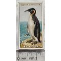 1924 Ogden's Foreign Birds No. 33 King Penguin