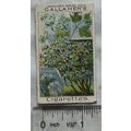 1912 Gallaher's Woodland Trees No. 58 The Gueld...