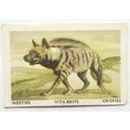 Australian Vitabrits Weeties Animals of World 4...