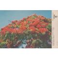 Flamboyant Tree In Bloom Natal Durban South Afr...