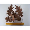 Giant Oak & Maple Tree Dried Leaves 8 Piece Lot