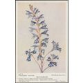 Broomrape - Phelpæa Ramosa - Orobanchaceæ, c.19...