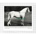 C5451) Bubbly Horse Mrs H Frank Lt Col & Mrs Bu...