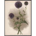 GLOBE THISTLES 1894 A.F. Hayward - Guillaume Se...