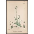 DECUMBENT HEATH-GRASS 1872 John Edward Sowerby ...