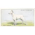 Wills Dogs Card No. 39 Bull Terrier