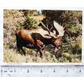old postcard McKinley National Park Alaska, Bul...