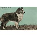 McCAW BELFAST - MARCUS WARD SERIES POSTCARD LOV...