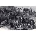 GROUP OF AFRICAN ANTELOPES 1894 Gustav Heinrich...