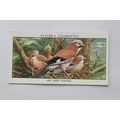 1932 John Player & Sons Wild Birds No. 16 Jay &...