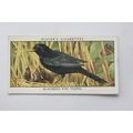 1932 John Player & Sons Wild Birds No. 1 Blackb...