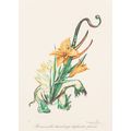Salvador Dalí Florals Surrealist Flowers 1972 P...