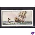 Ogden's Cards 1939 Sea Adventure No23 The Essex...