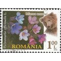 ROMANIA, FLOWER, Common Lungwort, Brown bear, b...