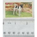 1936 Gallaher Dogs 1st Series No. 47 The Smooth...