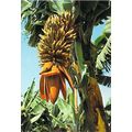 Platanera Gran Canaria Spain Postcard used VGC
