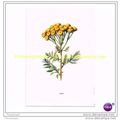 TANSY, Book Illustration, c1902