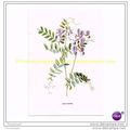 WOOD-VETCH, Book Illustration, c1902