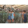 D100505 Peradeniya. Botanical Gardens. Orchid H...