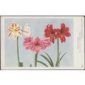 Hippeastrum Herb, c.1940s - Royal Botanic Garde...