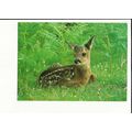 Animals YOUNG ROE DEER Postcard by Judges (C9006)