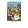 Builders Of Coral Reefs & Islands, Book Illustr...